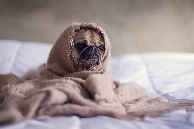 ForPost - Новости : Почему не стоит заправлять кровать сразу после пробуждения