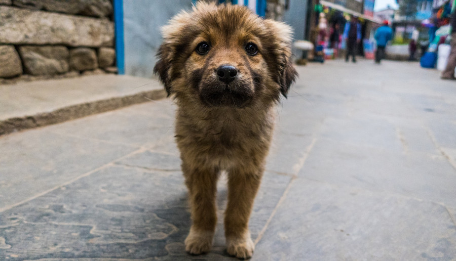 ForPost - Новости : В Севастополе нашли место приюту для бездомных животных 