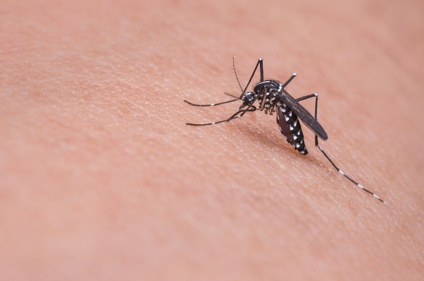 ForPost - Новости : Турцию атакуют агрессивные комары