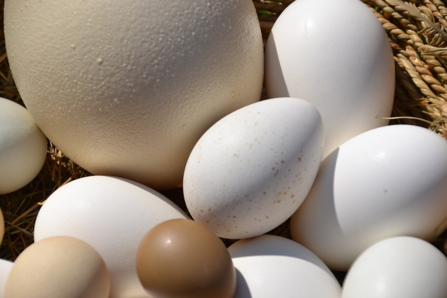 Страусиное яйцо вместо куриных покрасил на Пасху: и вот что из этого получилось (разница есть)