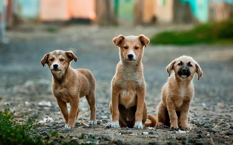 ForPost - Новости : Крым заполонили тысячи бездомных собак
