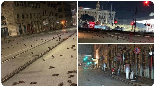 ForPost - Новости : В Италии в канун Нового года пошел "дождь" из мертвых птиц