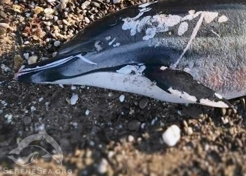 ForPost - Новости : Похожий на косатку дельфин убит в Крыму