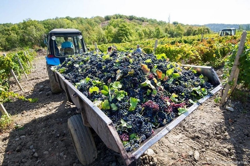 ForPost - Новости : Девелоперы больше не смогут застраивать крымские виноградники