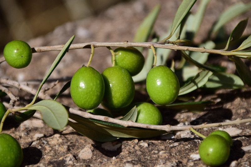 ForPost - Новости : Израильские учёные обнаружили древнейший оливковый завод 