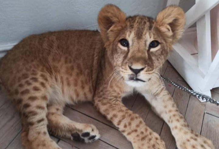 ForPost - Новости : У мужчины отобрали львенка, которого он поселил в своей квартире