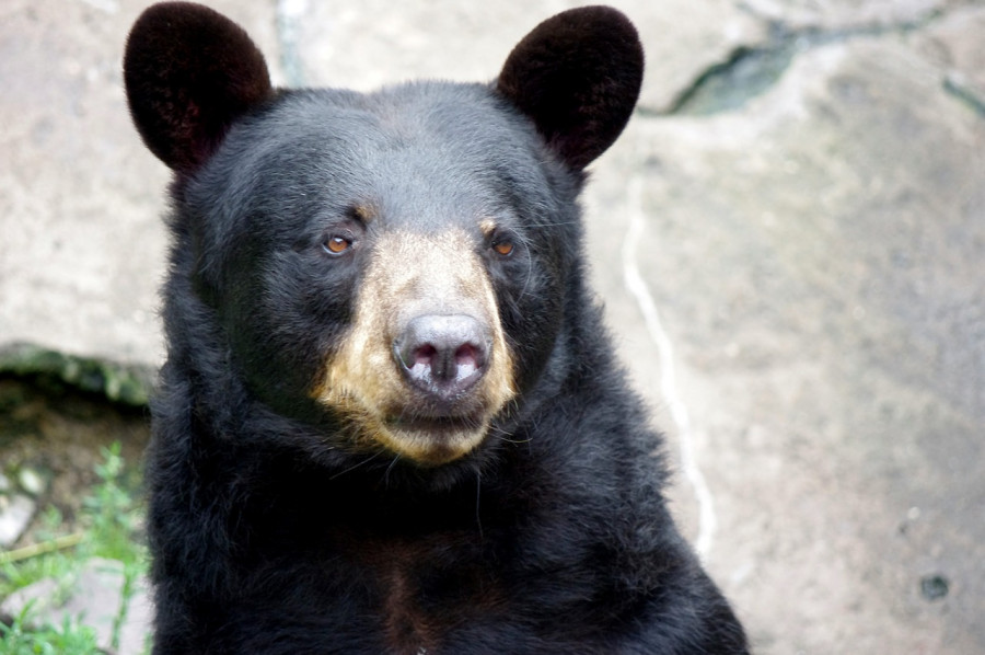 ForPost - Новости : Медведь вылез из туалета и укусил женщину за ягодицу
