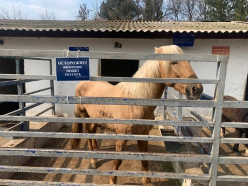 ForPost - Новости : В крымском зоопарке лошадь откусила ребенку палец