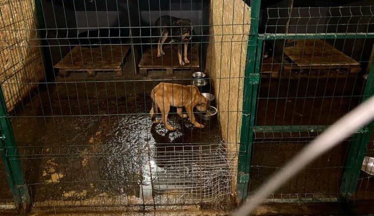 ForPost - Новости : Концлагерь для животных в Севастополе может стать поводом для уголовного дела 