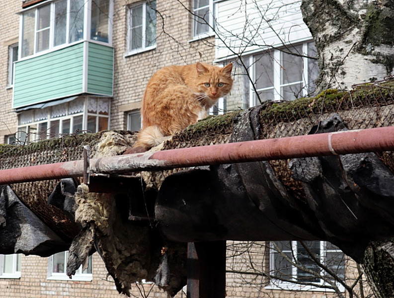 ForPost - Новости : Поврежденные теплотрассы в курортном Крыму измерили замерзшими котами