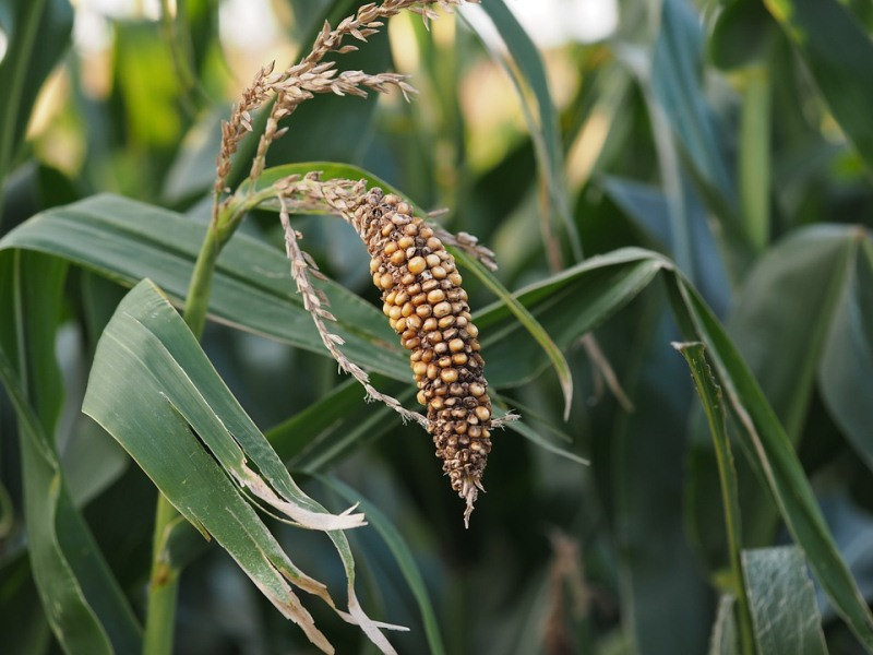 ForPost - Новости : Крым больше не выращивает кукурузу, рис и сою