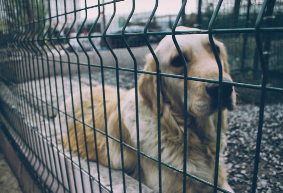 ForPost - Новости : В Севастополе у бездомных животных снова «отбирают» приют