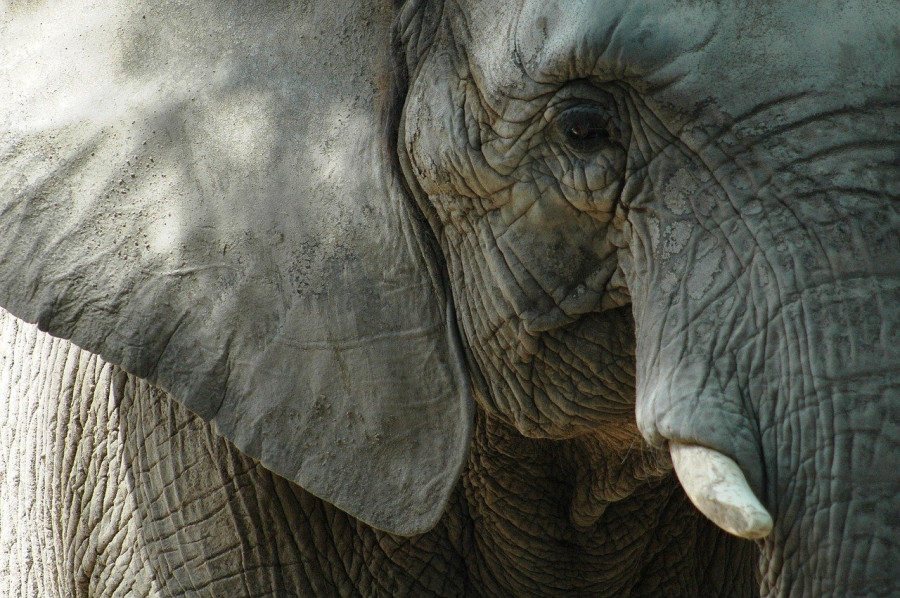 ForPost - Новости : Первый в истории иск от слонихи рассмотрит суд в США