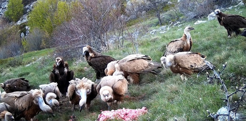 ForPost - Новости : В горах Крыма стервятников кормят мясом (Видео)