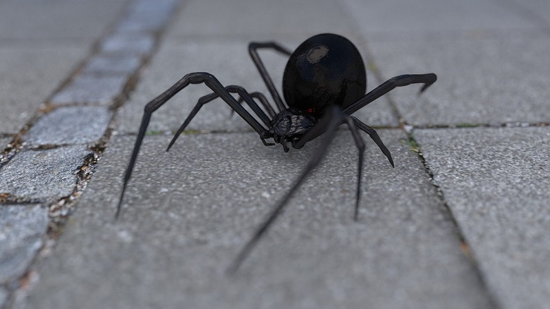 В Крыму предложили спасаться от смертоносного паука спичками | ForPost