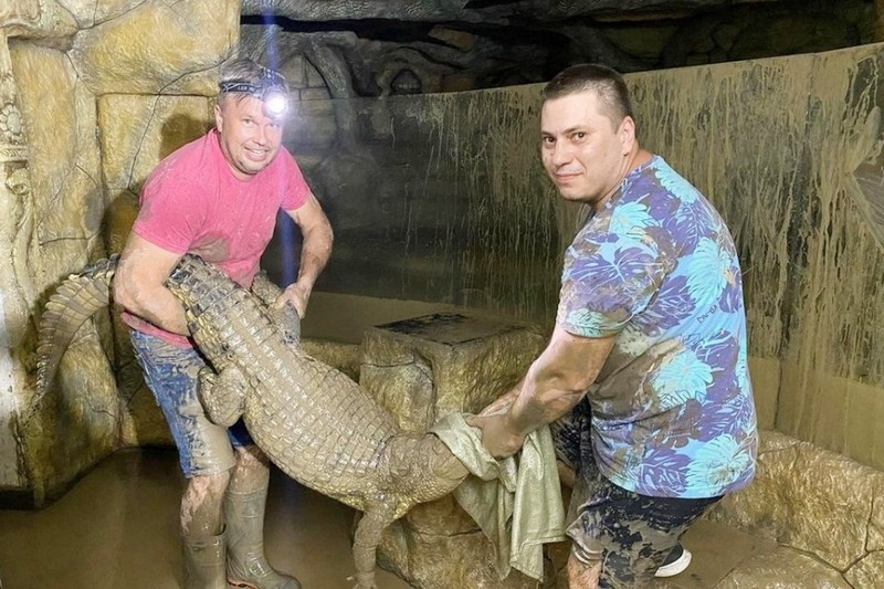 ForPost - Новости : В Ялте после потопа руками спасали крокодилов 