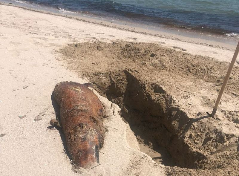 ForPost - Новости : Крымчане вынуждены прикапывать трупы дельфинов на пляже