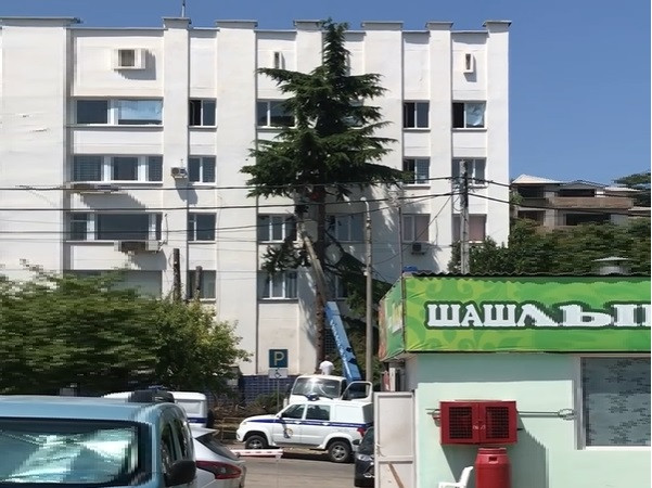 ForPost - Новости : Рядом с полицией Севастополя срубили два кедра 