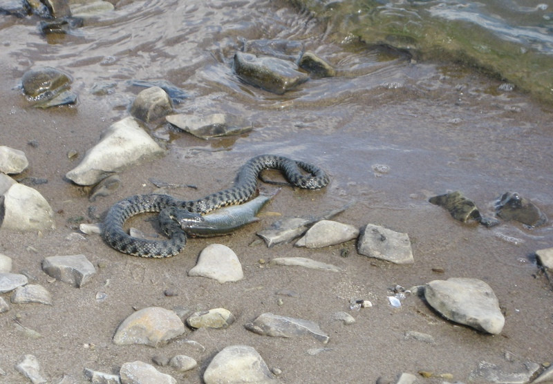 Карадагский змей в анапе