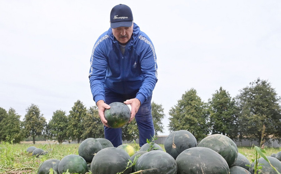 ForPost - Новости : Лукашенко раскрыл причину своей любви к выращиванию арбузов и картошки. Видео