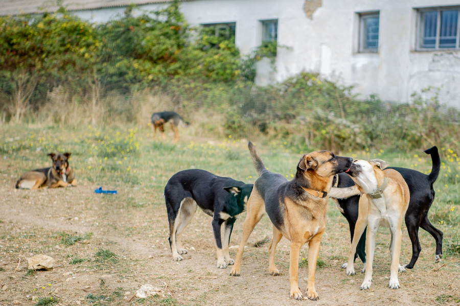 ForPost - Новости : Спасенные из «концлагеря» севастопольские собаки приходят в себя 