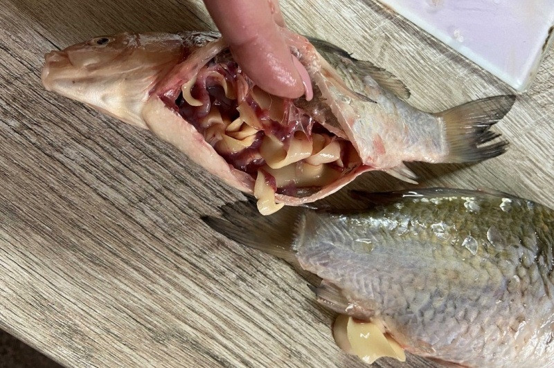 ForPost - Новости : В Крыму продают рыбу с деликатесными червями 