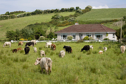 ForPost - Новости : Ирландцам придется убить миллион коров ради спасения планеты