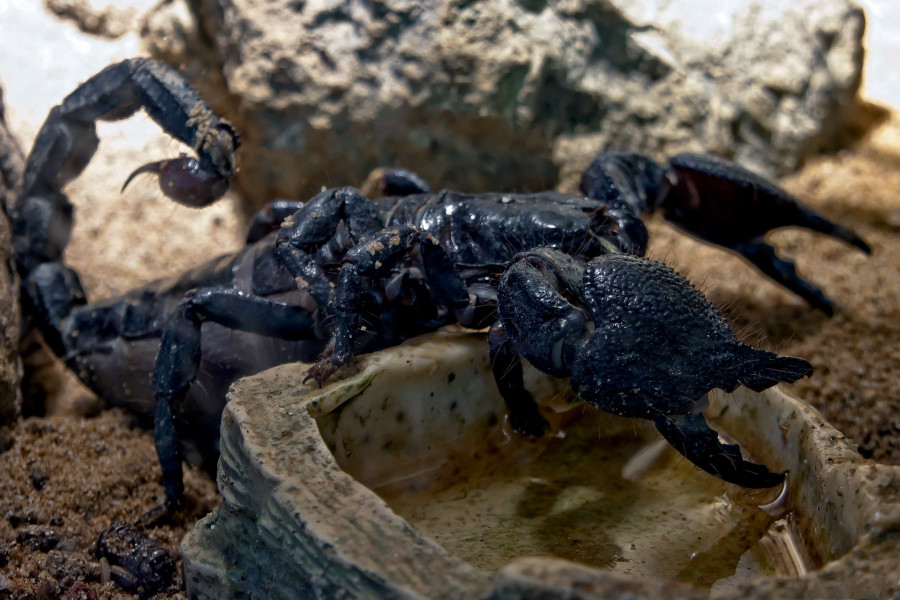 ForPost - Новости : Из-за погоды произошло нашествие скорпионов: среди людей есть жертвы
