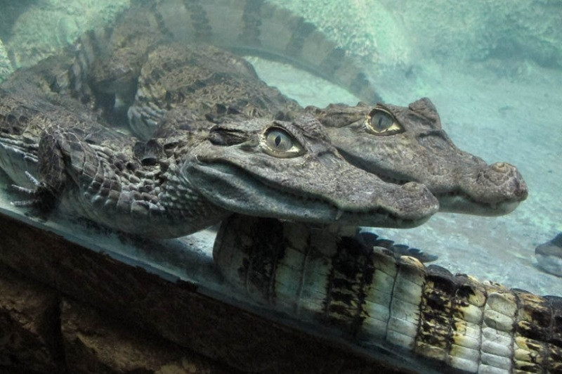 ForPost - Новости : Потоп в Ялте обернулся крокодильим бэби-бумом