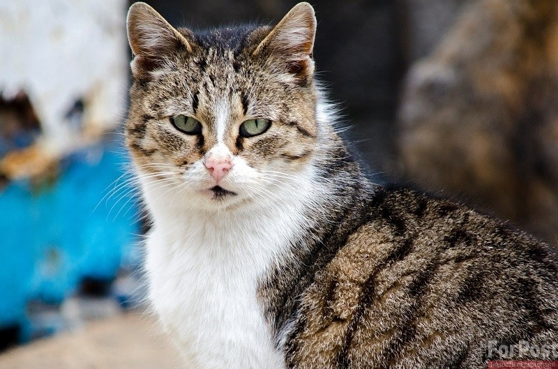 ForPost - Новости : Какие опасности подстерегают крымских домашних котов
