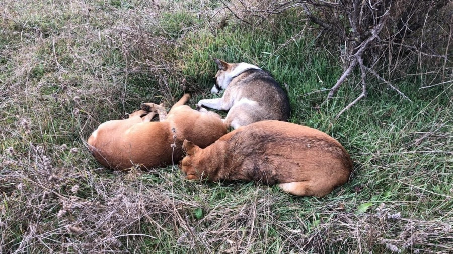 ForPost - Новости : Житель Севастополя признался в убийстве собак 
