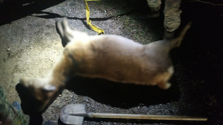ForPost - Новости : Трассу под Севастополем перекрыл труп оленя
