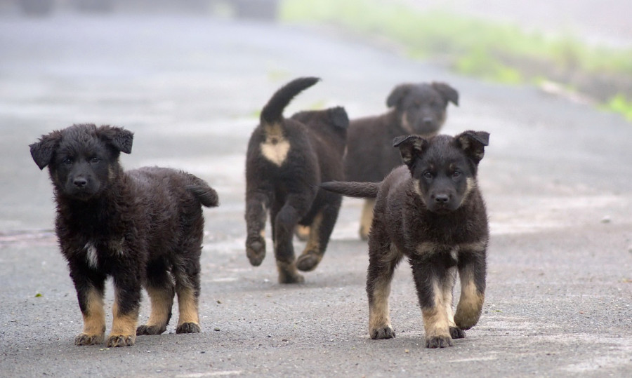 ForPost - Новости : Соседи убийцы собак в Севастополе не согласны с официальной версией расстрела животных