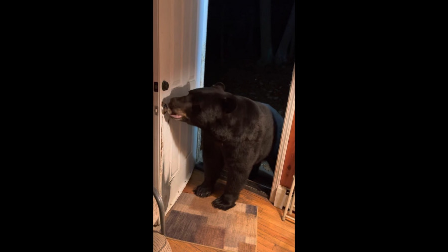 ForPost - Новости : Дикий медведь заглянул в дом женщины и сделал необычное. Видео