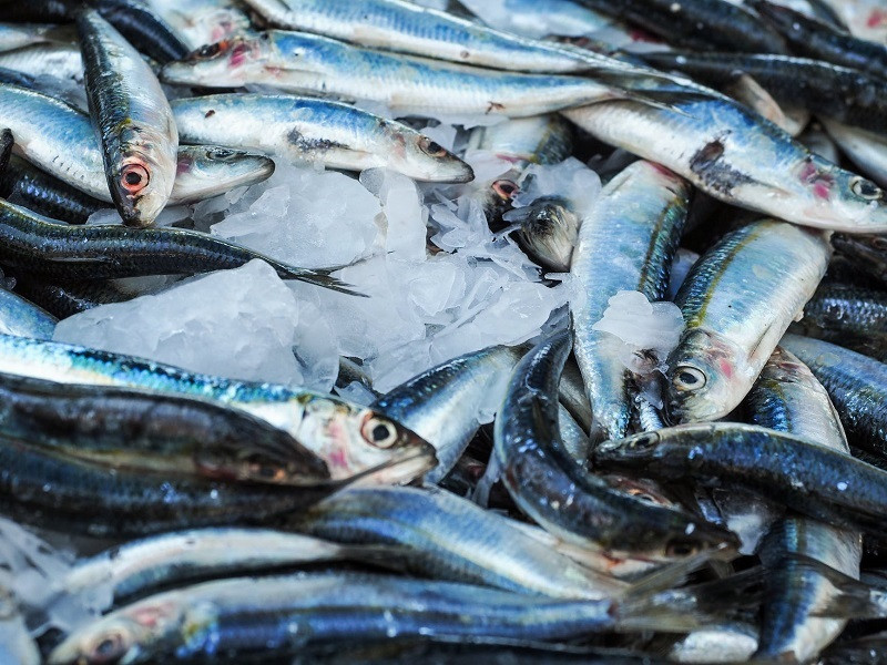ForPost - Новости : Может ли Черное море остаться без рыбы