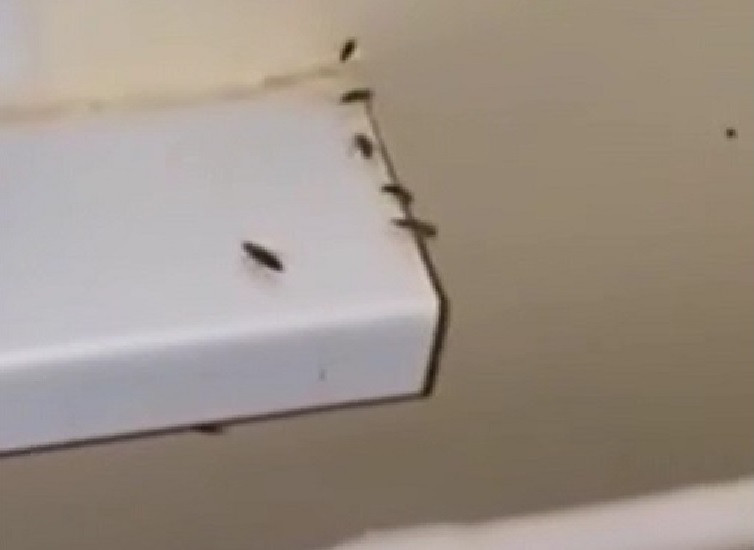 ForPost - Новости : Брянские чиновники оправдали полчища тараканов в больнице коронавирусом