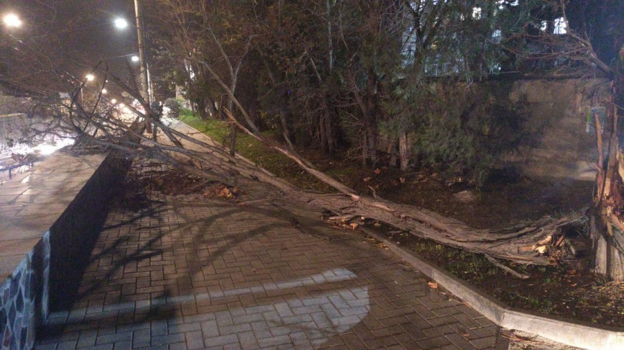 ForPost - Новости : За ночь в Севастополе рухнуло 72 дерева – но может стать ещё хуже