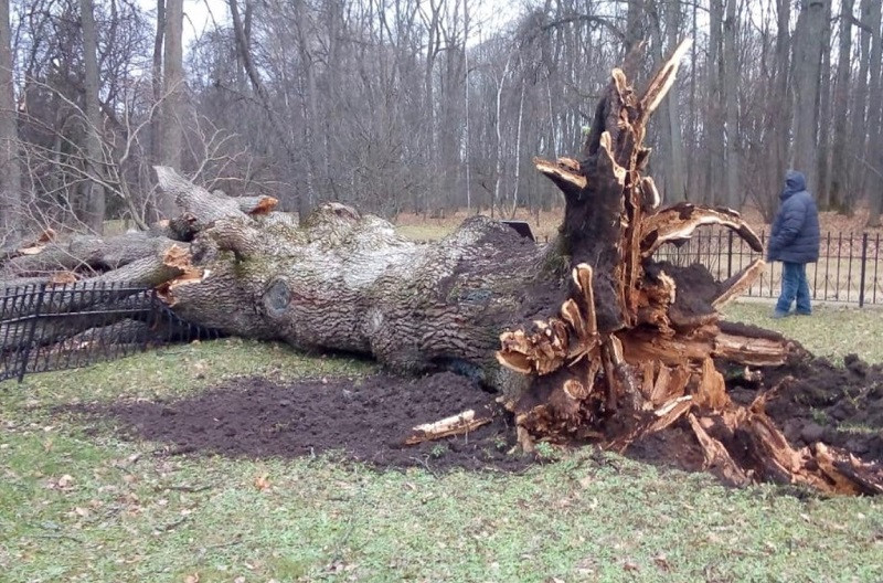 ForPost - Новости : Ураган уложил простоявшее почти 200 лет «лучшее дерево России»