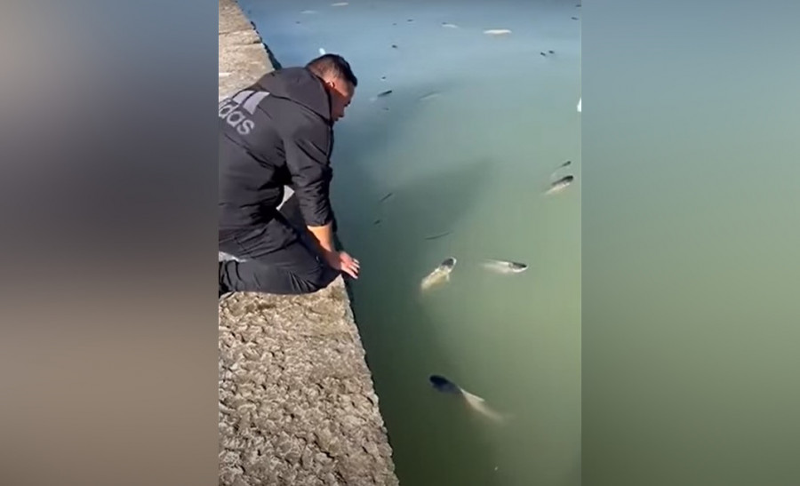 ForPost - Новости : Пьяная рыба всплыла на поверхность озера. Видео