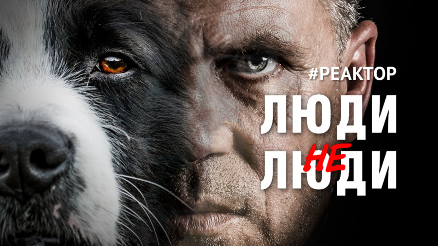 ForPost - Новости : Когда в Севастополе прекратится война против бездомных животных? – ForPost Реактор
