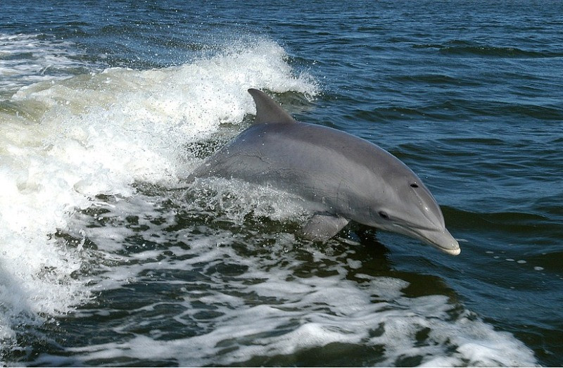 ForPost - Новости : Краснокнижного дельфина из Крыма контрабандисты вывезли на Украину