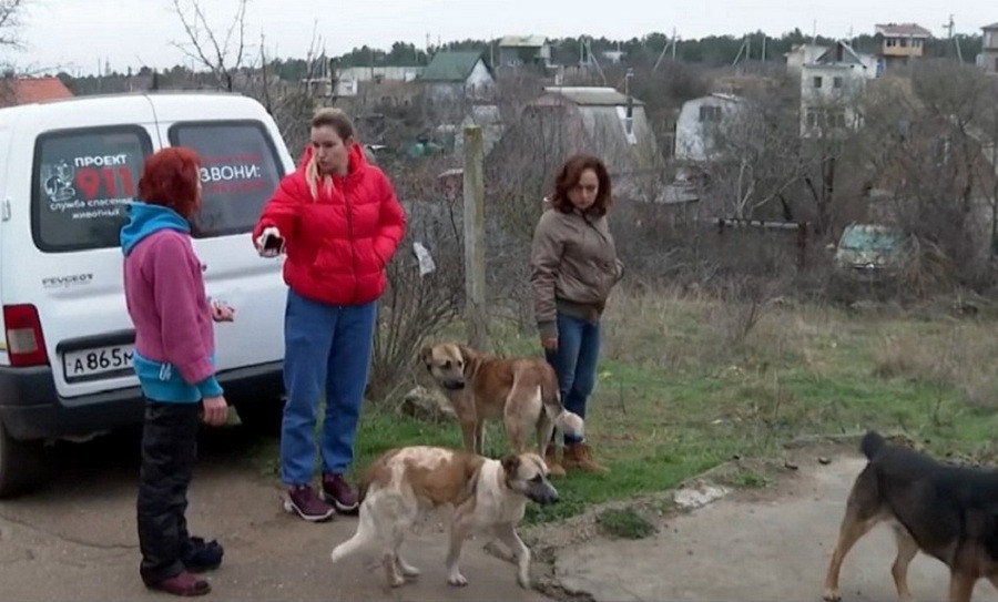 ForPost - Новости : В Севастополе снова застрелена бездомная собака