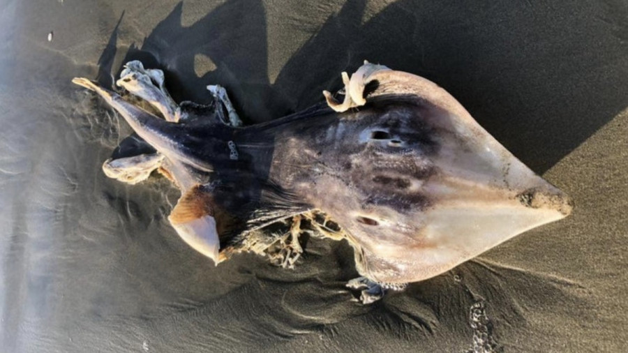 ForPost - Новости : В Сети назвали пришельцем существо, выброшенное на берег