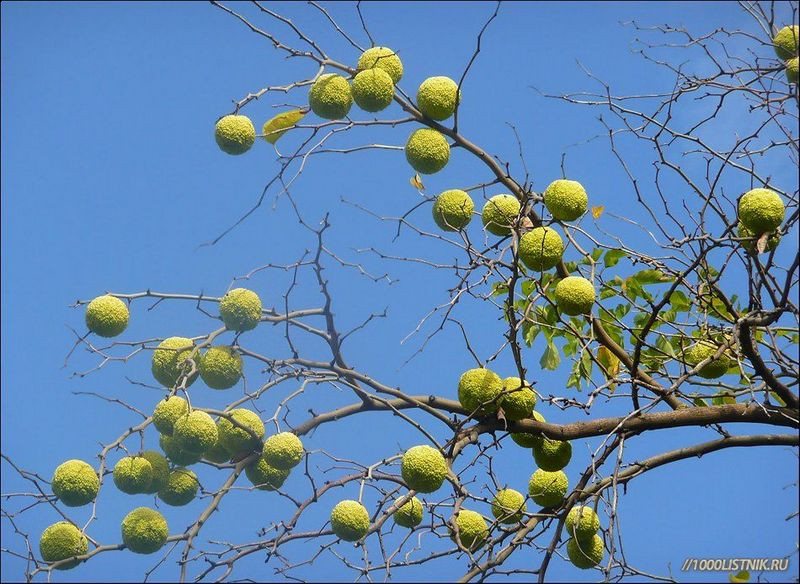 ForPost - Новости : Крымчан удивили «теннисные мячики» на голых ветвях деревьев