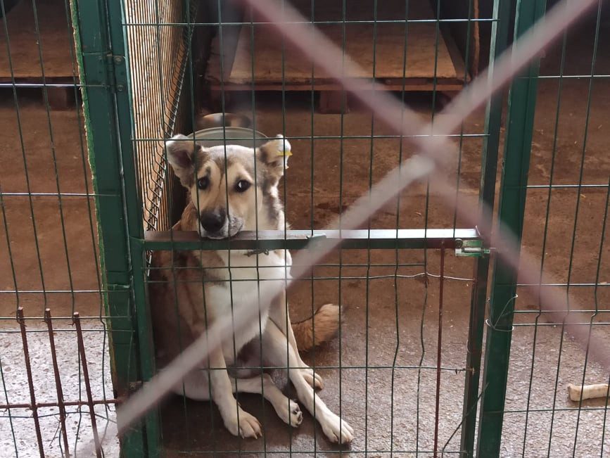 ForPost - Новости : Севастопольцев просят помочь собакам, спасшимся из «концлагеря»