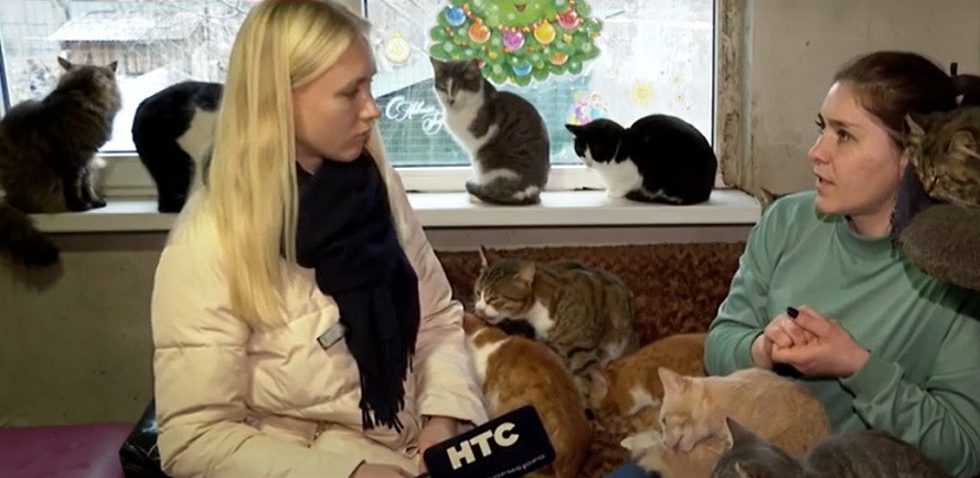 ForPost - Новости : Теперь и кошки: отсутствие приюта для животных в Севастополе обернулось очередной драмой