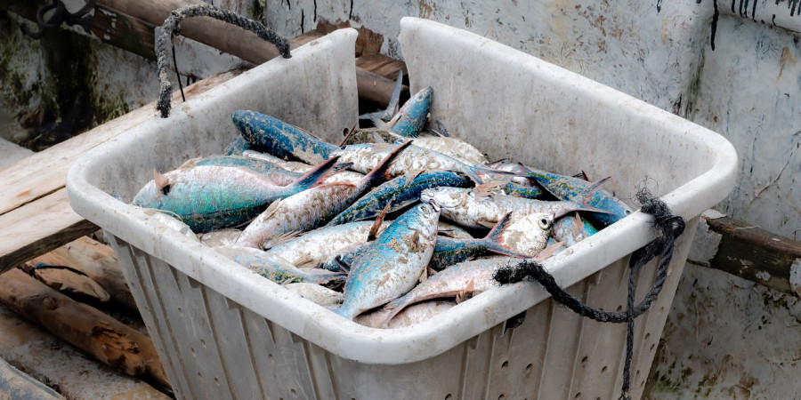 ForPost - Новости : Севастопольцев приглашают сказать свое слово о рыбопромышленном кластере