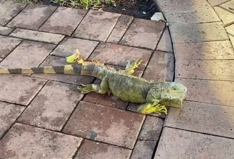 ForPost - Новости : Во Флориде проходят дожди из ящериц