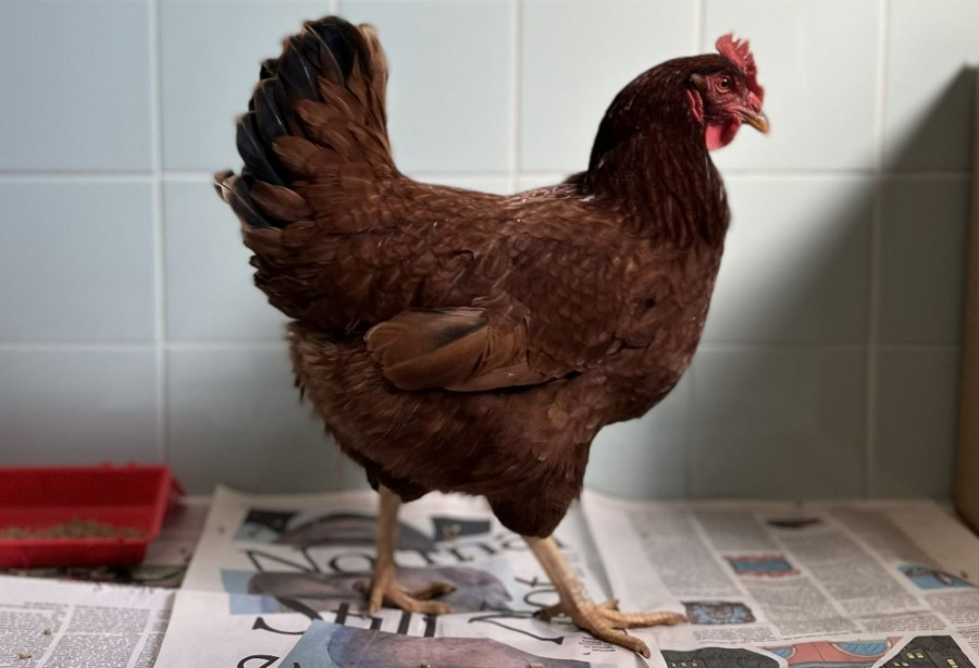 ForPost - Новости : Обычная курица нашла брешь в охране Пентагона