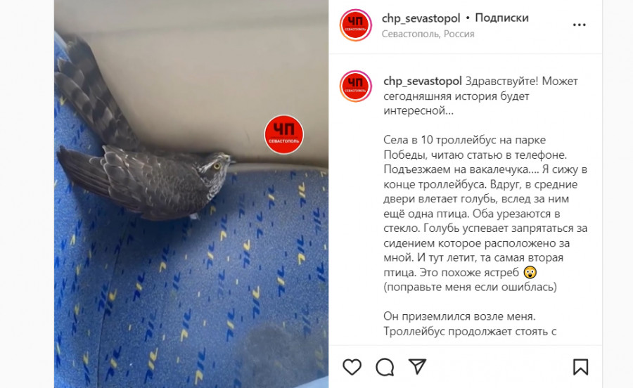ForPost - Новости : Ястреб пытался поймать голубя в севастопольском троллейбусе